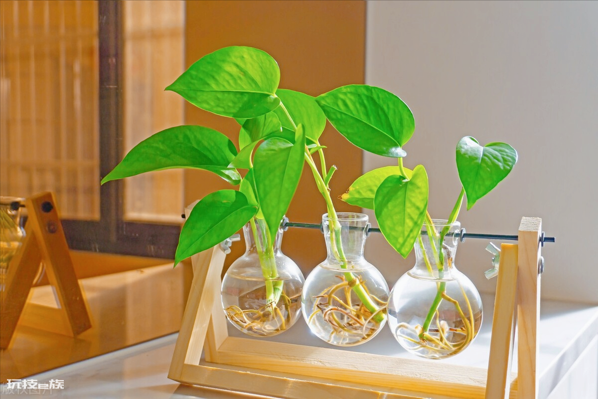 防辐射最强的7种植物(便宜好养又吸收电脑辐射的绿植排名)-图片2